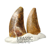 S199 - Set of 2 Nice Rare Kryptops palaios Abelisaurid Theropod Dinosaur Teeth - Elrhaz Fm