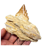 J483 - Nicely Preserved Basilosaurid cf Pappocetus (Whale Ancestor) Molar Tooth in Partial Dentary Bone