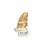 S72 - Exceedingly Rare Zapsalis abradens (Dromaeosaurid Raptor Theropod) Dinosaur Tooth - Judith River Fm