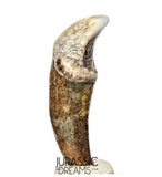 S397 - Nicely Preserved Huge Ice Age Cave Bear (Ursus spelaeus) Pre-Canine Tooth