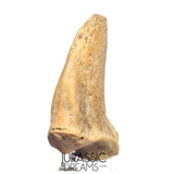 S232 - Amazing Huge Ice Age Cave Bear (Ursus spelaeus) Claw - Upper Pleistocene
