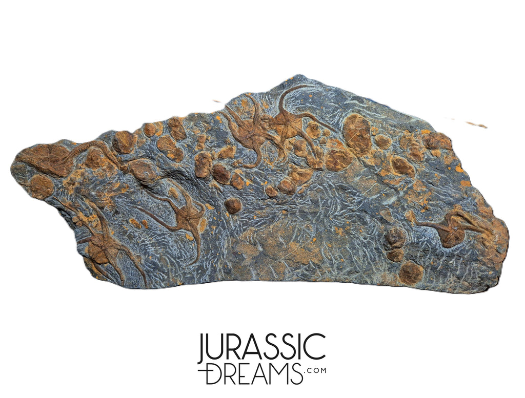 S175 - Museum Grade Ordovician Aged Brittle Stars (Ophiura sp) Mortality Plate + Carpoid & Edrioasteroid