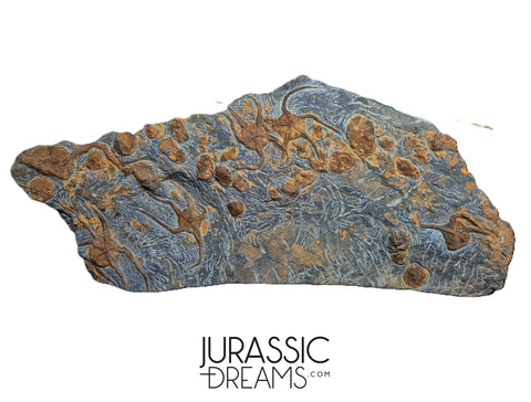 S175 - Museum Grade Ordovician Aged Brittle Stars (Ophiura sp) Mortality Plate + Carpoid & Edrioasteroid