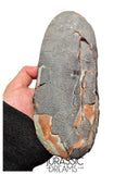 J494 - Museum Grade Huge OVIRAPTOR cf philoceratops Fossil Egg Elongatoolithidae - Cretaceous from Gobi Desert