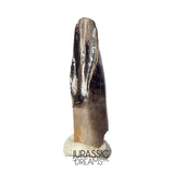 J477 - Tyrannosaur Dinosaur Tooth - Nanotyrannus Premaxillary Tooth (cf Aublysodon) - Hell Creek Fm