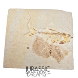 S437 - Nicely Preserved "Diplomystus dentatus" Fossil Fish - Eocene Age from USA