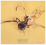 J10 - Large Nice ANT Formicidae Fossil Inclusion Genuine BALTIC AMBER + HQ Picture