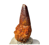 S347 - Outstanding Spinosaurus aegyptiacus Dinosaur Tooth in Natural Matrix - Visible Carina