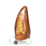 20224 - Finest Grade Carcharodontosaurus saharicus Dinosaur Premaxillary Tooth