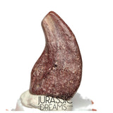 J223 - Top Rare Killer Unidentified Theropod Dinosaur Claw - Lower Cretaceous Elrhaz Fm