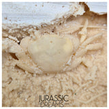 J228 - Finest Quality Fossil Crab (Potamon) Preserved in Travertine - Turkey Location
