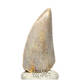 S95 - Nicely Preserved Majungasaurus crenatissimus Abelisaurid Dinosaur Tooth