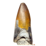 S439 - Nicely Preserved Sarcosuchus imperator Crocodile Tooth - Lower Cretaceous Elrhaz Fm