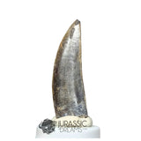 20030 - Large Kryptops palaios Abelisaurid Theropod Dinosaur Tooth - Cretaceous Elrhaz Fm
