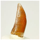 1335 - Nicely Preserved Carcharodontosaurus saharicus Dinosaur Tooth