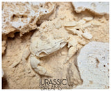J381 - Finest Quality Fossil Crab (Potamon) Preserved in Travertine - Turkey Location