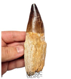 S351 - Huge Thalassotitan atrox (Largest known mosasaur species) Rooted Tooth - VISIBLE CARINA