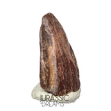 J120 - Exceedingly Rare Unidentified Basal Iguanodontian Dinosaur Ungual Claw