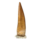S416 - Stunning Large Zarafasaura oceanis (Elasmosaur) Partially Rooted Tooth - Late Cretaceous