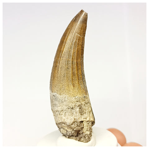 1309 - Nicely Preserved Suchomimus tenerensis Spinosaurid Dinosaur Tooth - Cretaceous Elrhaz Fm