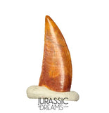 S272 - Gem Grade Abelisaurid (cf Rugops sp) Dinosaur Tooth - Cretaceous KemKem Beds