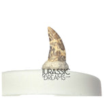 S417 - Top Rare Acheroraptor temertyorum (Dromaeosaurid Raptor Theropod) Dinosaur Tooth - Lance Creek Fm