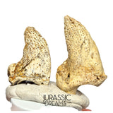 S297 - Set of 2 Huge Ice Age Cave Bear (Ursus spelaeus) Claws - Upper Pleistocene