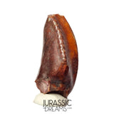 S481 - Exceedingly Rare Iguanodontian (cf Elrhazosaurus or Lurdusaurus) Dinosaur Tooth - Lower Cretaceous