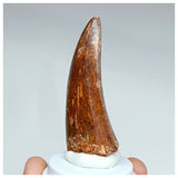 1009 - Nicely Preserved Carcharodontosaurus saharicus 2.44'' Dinosaur Tooth