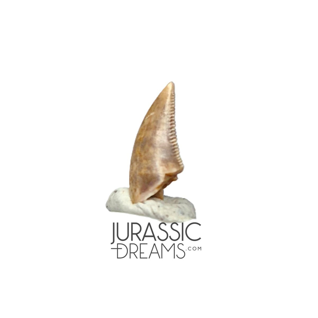 S145 - Finest Quality Dromaeosaurid Raptor Theropod Dinosaur Tooth - Judith River Fm