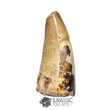 20449 - Huge Sarcosuchus imperator Crocodile Tooth - Lower Cretaceous Elrhaz Fm
