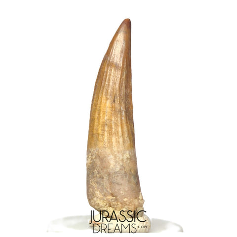 S315 - Gem Grade Suchomimus tenerensis Spinosaurid Partially Rooted Dinosaur Tooth - VISIBLE CARINA
