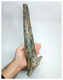 1154 - Museum Grade Unique Spicomellus afer Oldest Ankylosaurian Dinosaur Dermal Spike - El Mers Fm