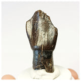 1306 - Top Rooted Jobaria Sauropod Dinosaur Tooth Jurassic Tiouraren Fm