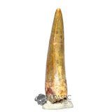 20031 - Rare Afrovenator abakensis Megalosaurid Dinosaur Tooth Jurassic Tiouraren Fm