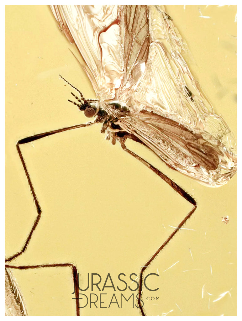 J16 - Great Looking CRANE FLY Limoniidae Fossil Inclusion Genuine BALTIC AMBER + HQ Picture