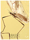 J16 - Great Looking CRANE FLY Limoniidae Fossil Inclusion Genuine BALTIC AMBER + HQ Picture