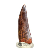 20041 - Gem Grade Carcharodontosaurus saharicus Dinosaur Tooth IN CATAWIKI AUCTION NOW