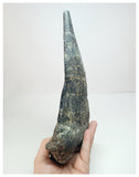 1212 - Museum Grade Unique Adratiklit boulahfa Oldest Stegosaurian Dinosaur Dorsal Plate - El Mers Fm