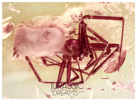 J37 - Nice SPIDER Araneae Fossil Inclusion Genuine BALTIC AMBER + HQ Picture