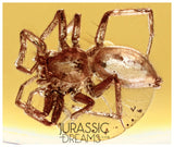 J31 - Nice SPIDER Araneae Fossil Inclusion Genuine BALTIC AMBER + HQ Picture