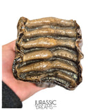 S291 - Nicely Preserved Huge Ice Age Woolly Mammoth (Mammuthus primigenius) Upper Molar Tooth