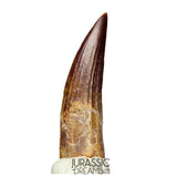 S210 -Gem Grade Suchomimus tenerensis Spinosaurid Dinosaur Tooth Partially Rooted VISIBLE CARINA