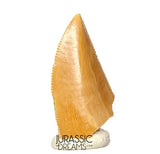 S395 - Finest Quality Majungasaurus crenatissimus Abelisaurid Dinosaur Tooth - Late Cretaceous
