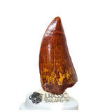20048 - Gem Grade Carcharodontosaurus saharicus Dinosaur Tooth
