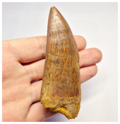 1375 - Huge Carcharodontosaurus saharicus Dinosaur Tooth - Cretaceous KemKem Beds