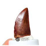 20166 - Nicely Preserved Carcharodontosaurus saharicus Dinosaur Tooth