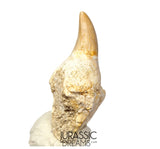 S305- Finest Grade Gavialimimus almaghribensis (Rare Mosasaur species) Tooth in Maxilla bone