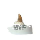 S221 - Exceedingly Rare Zapsalis abradens (Dromaeosaurid Raptor Theropod) Dinosaur Tooth - Judith River Fm