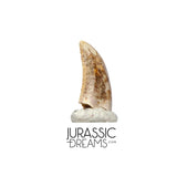 S136 - Top Rare Acheroraptor temertyorum (Dromaeosaurid Raptor Theropod) Dinosaur Tooth - Lance Creek Fm